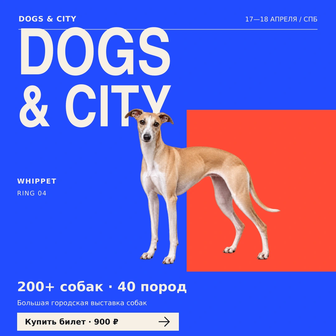 DOGS & CITY — Адаптация в квадрат